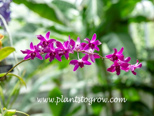 Cattleya percivaliana var miniatum